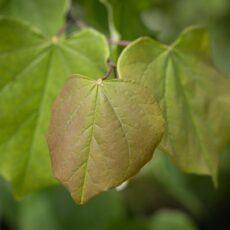 5038838158735 1 Cercis can Cascading Hearts 12L.jpg